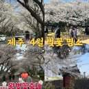 번영로↔삼성로 | 벚꽃 따라 제주, 4월 벚꽃 명소 4곳 후기(골체오름, 장전리, 제주대학교, 삼성혈 벚꽃 후기)