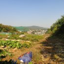 채수면 농장 이미지