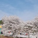 팔당 물안개공원 드라이브 갔다가 귀여리 벚꽃 보고 남한산성에 가서 산책(4.12) 이미지