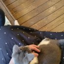 청주고양이입양지원센터 애니멀공화국 이미지