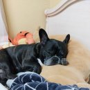 구자동동물병원 이미지