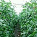 창신농장 이미지