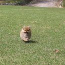 Pom생Pom사 이미지