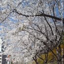 청명초교 이미지