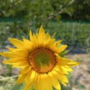 신평리시장 입구 이미지