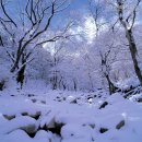 2022. 11. 20(일) 부산산정산악회 계룡산 동학사 삼불봉 자연성릉 남매탑 산행일정 이미지