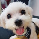 희망돈 농장 이미지