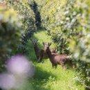 제주와일드 이미지