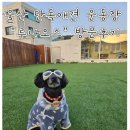 엄마의식탁 | [울산_울주] 반려견과 함께 뛰뛰, 울산 단독 애견운동장 "루나오스"방문 후기