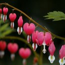 수평 이미지
