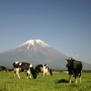 유대목장 이미지