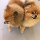 제제네 멍치원 이미지