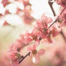 솔지보리