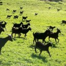 마루목장 이미지