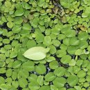 고전과 디카시 이미지