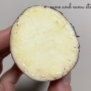 아어가지 이미지