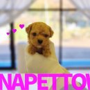 토이 켄넬 이미지