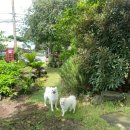 골오기네뜰 이미지