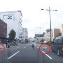 동그라미펫 이미지