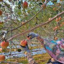 호일농장 이미지