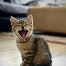 계양메디칼센터 | 인천동물병원 계양SKY동물메디컬센터 치료 후기와 추천