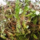 다래농원 이미지