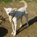 도그피아 이미지