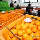 신선과일