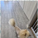 The빛나개 | 인제애견미용 정성 가득한 선물과 최상 서비스에 감동한 하루