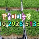 신일인삼 네이버블로그