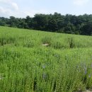 안지회관 이미지