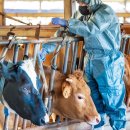 백신농장 이미지