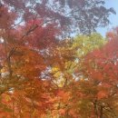 명불허전 | 서울/경기도 명불허전 단풍 명소 창덕궁, 화담숲 후기와 맛집 추천 #단풍놀이