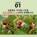 섬들에 산약초