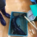 신노량진시장 | 신노량진수산시장 가성비 좋은 횟집 군산상회,노량진수산시장 지하철출구 번호,신노량진 방어 맛있는...