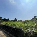 제주야자수정원수영장 올레돔 감성독채숙소 이미지