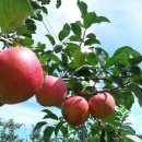 일신농장 이미지