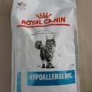 누리봄동물병원 | 종로 경복궁역 누리봄 동물병원 스핑크스 고양이 진료 후기 (feat. 아랫집 댕댕이)