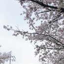 세븐일레븐 조치원침산중앙점 | 조치원 침산리 벚꽃길