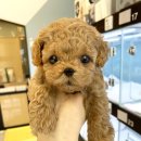 패밀리독 이미지