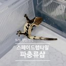 파충류샵 렙타일스테이션 | 화성 도마뱀 어디서 분양하지 스페이드렙타일 파충류샵 후기
