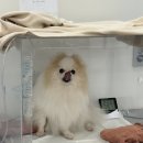 우주 메디칼 | 강아지 심장병D 심인성폐수종 CU메디칼 산소방 산송발생기 대여 찐후기