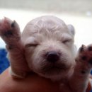 프리제(frise) 이미지