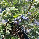 야곱농장2 이미지