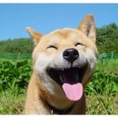 복 Daum카페