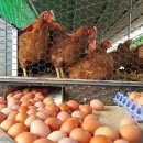 진세농원 이미지