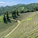 초록잎이 펼치는 세상 이미지