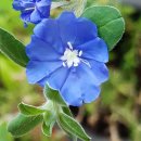 불루모아 이미지