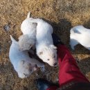 하얀강아지 이미지