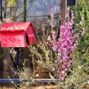 조용만 농장 이미지